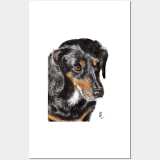 A Very Serious Furry Dachshund Posters and Art